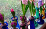 Цветок гиацинт как ухаживать в домашних условиях