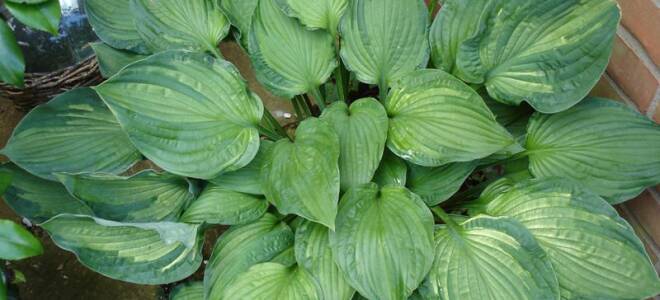 Посадка хосты корневищем