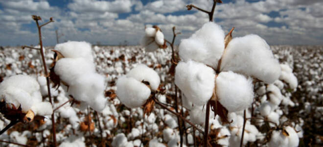 Из чего делают хлопок