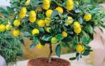 Уход за лимонным деревом в домашних условиях