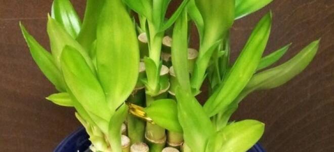 Бамбук в домашних условиях в воде