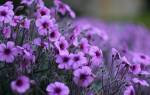 Фиолетовые маленькие цветочки