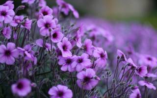Фиолетовый цветок название