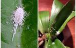 Орхидеи вредители и болезни мучнистый червец