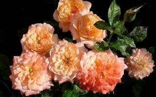 Цветы нежно розовые