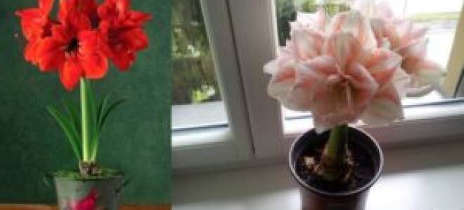 Амариллис отцвел что делать дальше