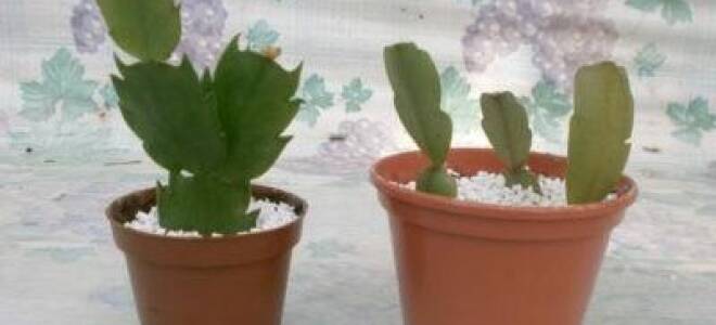 Как размножить декабрист