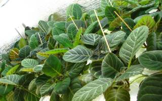 Как размножить глоксинию листом