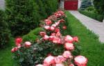 Посадка розы в открытый грунт весной