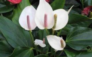 Почему сохнут листья у женского счастья