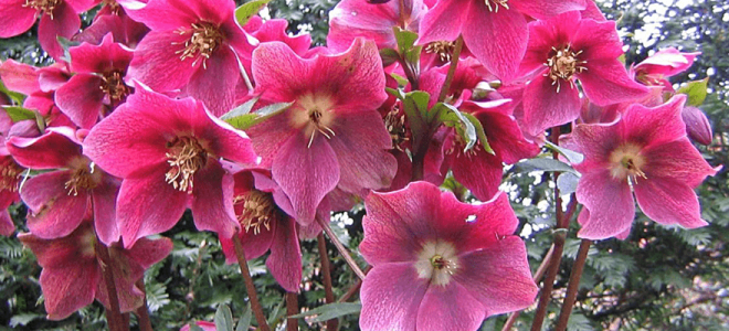 Морозник восточный посадка и уход