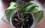 Как восстановить тургор у листьев орхидеи
