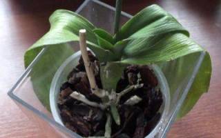 Как восстановить тургор у листьев орхидеи