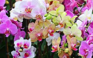 Орхидея значение цветка для дома