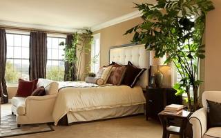Комнатные растения для спальни какие лучше всего