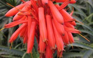 Комнатные растения алоэ