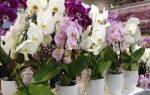 Размножение орхидей семенами в домашних условиях