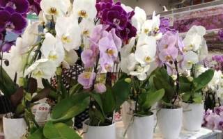 Размножение орхидей семенами в домашних условиях