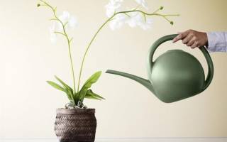 Чем удобрять орхидею для цветения