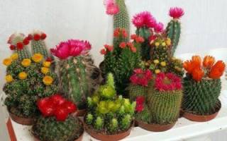 Цветение кактусов в домашних условиях