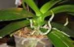 Почему у орхидеи сохнут воздушные корни