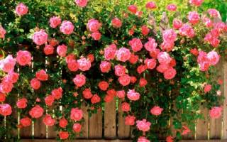 Как ухаживать за садовыми розами