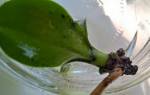 Как нарастить корни у орхидеи фаленопсис