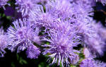 Фиолетовое растение