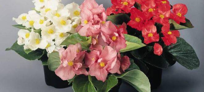 Бегония декоративнолиственная сорта