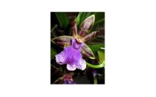 Зигопеталум орхидея