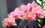 Семена орхидеи как выращивать