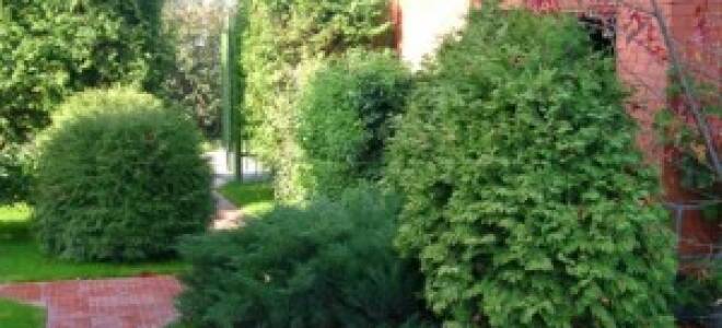 Кустарники и дкревья