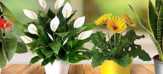 Благоприятные дни для посадки комнатных растений