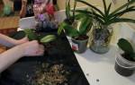 Посадка орхидеи в домашних условиях