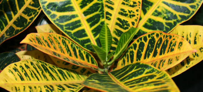 Кодиеум петра уход в домашних условиях