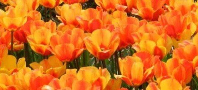 Как сажать тюльпаны в корзины для луковичных