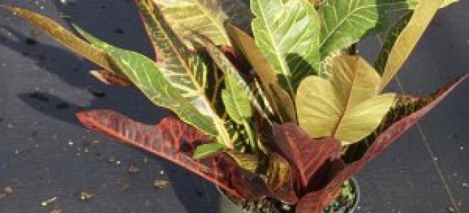 Кротон уход в домашних условиях опадают листья