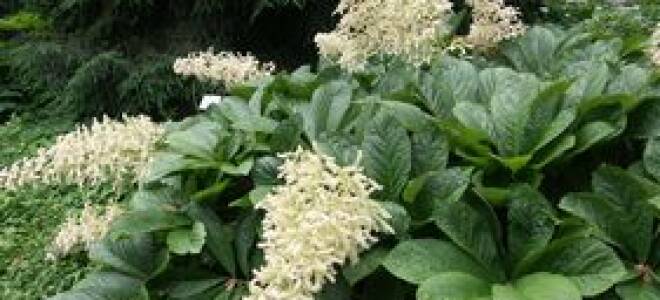 Роджерсия стополистная