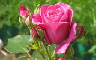Роза золотая душистая