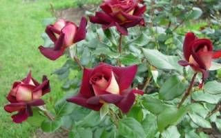 Самые ароматные розы
