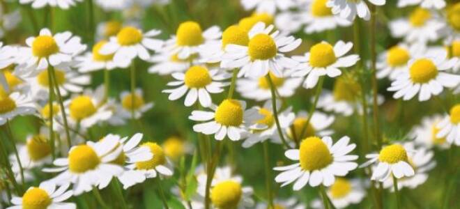 Оранжевые ромашки как называются