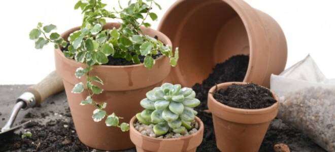 Универсальный грунт для комнатных растений