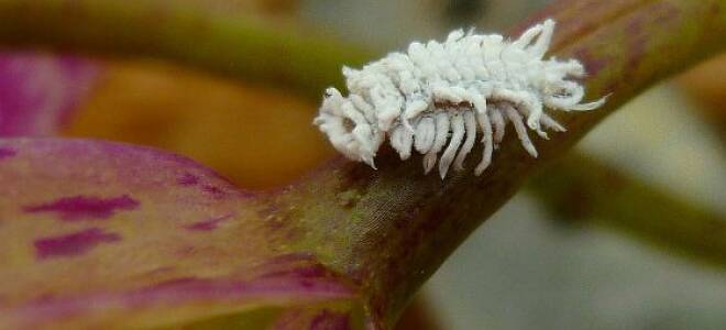 Борьба с мучнистым червецом на комнатных растениях