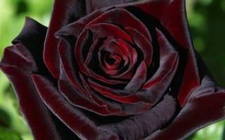 Роза black baccara