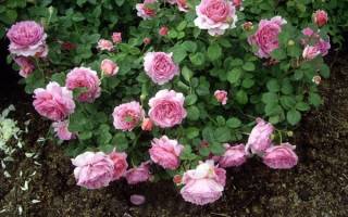 Роза princess alexandra of kent