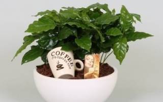 Как вырастить кофейное дерево