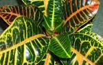 Как размножить кротон листом в домашних условиях