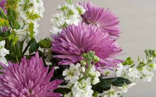 Черенкование хризантем из букета