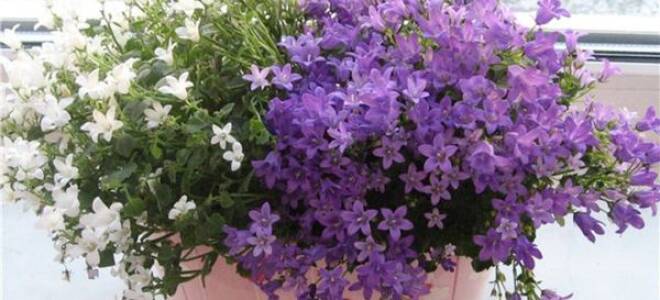 Комнатный цветок жених