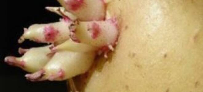 Настойка картофельных ростков на водке применение